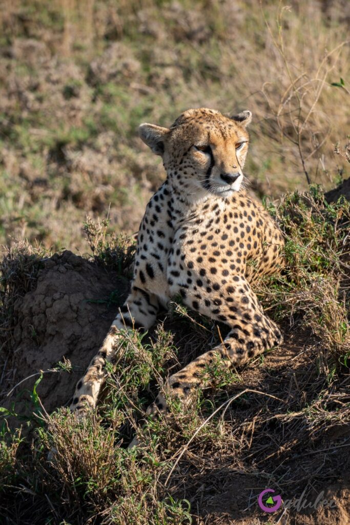 Gepardzica w Serengeti