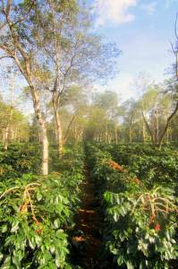 Plantacja kawy