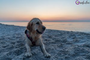 Pies na plaży w Karwi