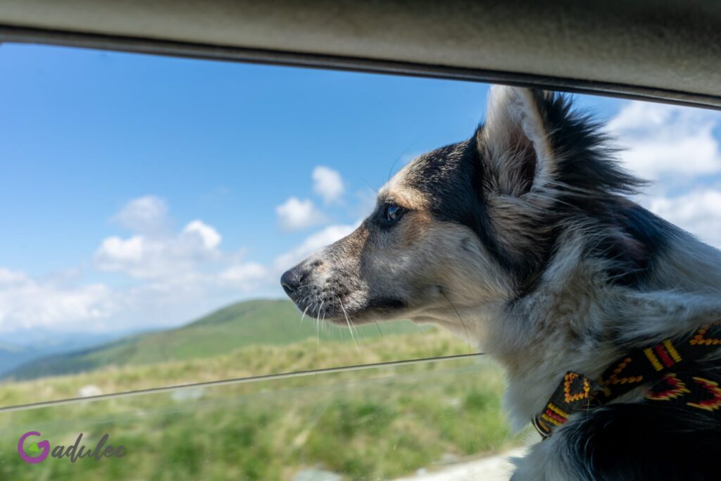 Road trip z psem