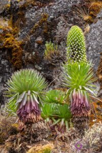 Endemiczna roślinność - Kilimandżaro