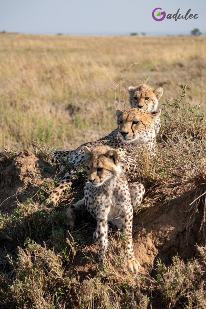 Park Narodowy Serengeti - trzy gepardy